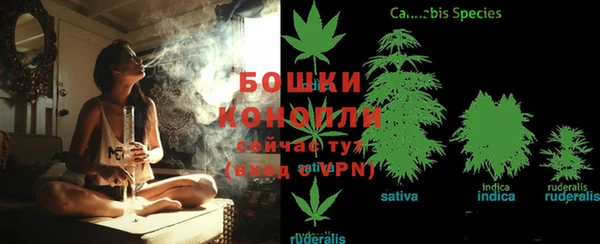 сатива Новодвинск